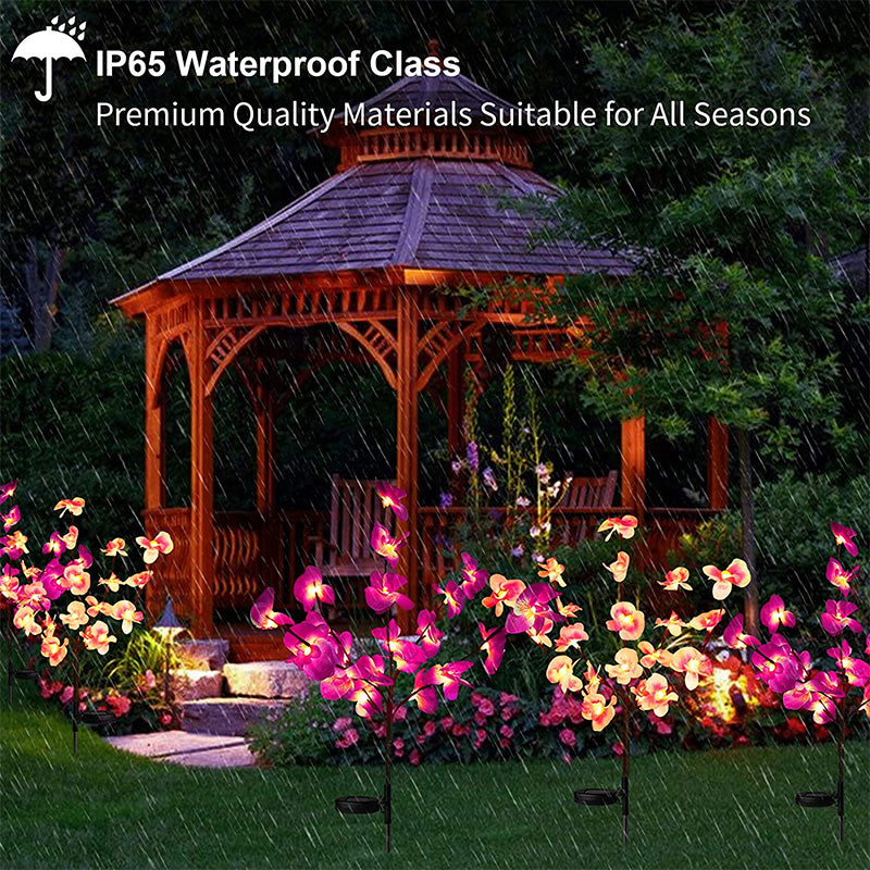 Solar Flower Lantern Phalaenopsis