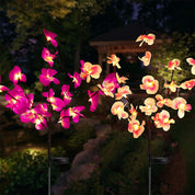 Solar Flower Lantern Phalaenopsis