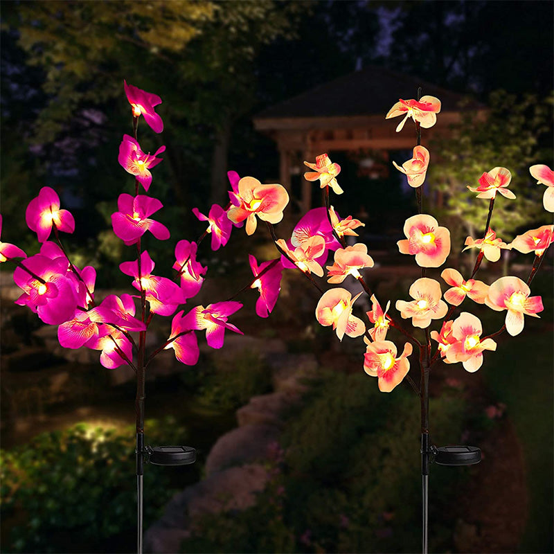 Solar Flower Lantern Phalaenopsis