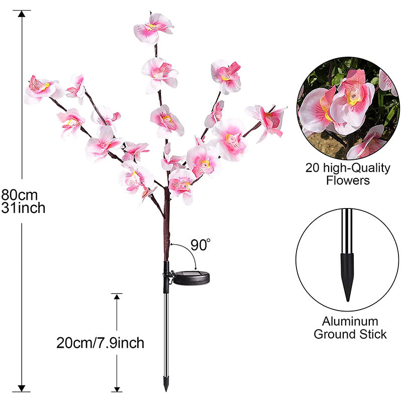 Solar Flower Lantern Phalaenopsis